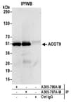 Detection of human ACOT9 by western blot of immunoprecipitates.
