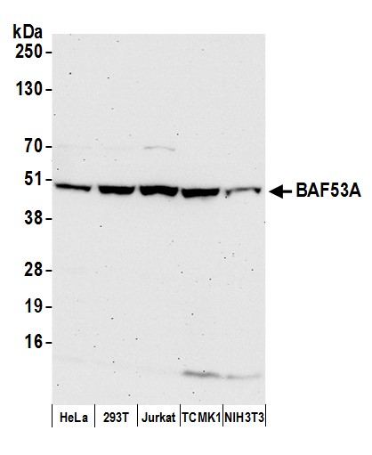 Detection of human and mouse BAF53A by western blot.