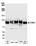 Detection of mouse CD44 by western blot.