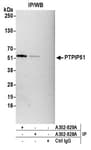Detection of human PTPIP51 by western blot of immunoprecipitates.