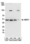 Detection of human and mouse UBAC1 by western blot.