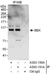 Detection of human BBX by western blot of immunoprecipitates.