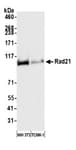 Detection of mouse Rad21 by western blot.