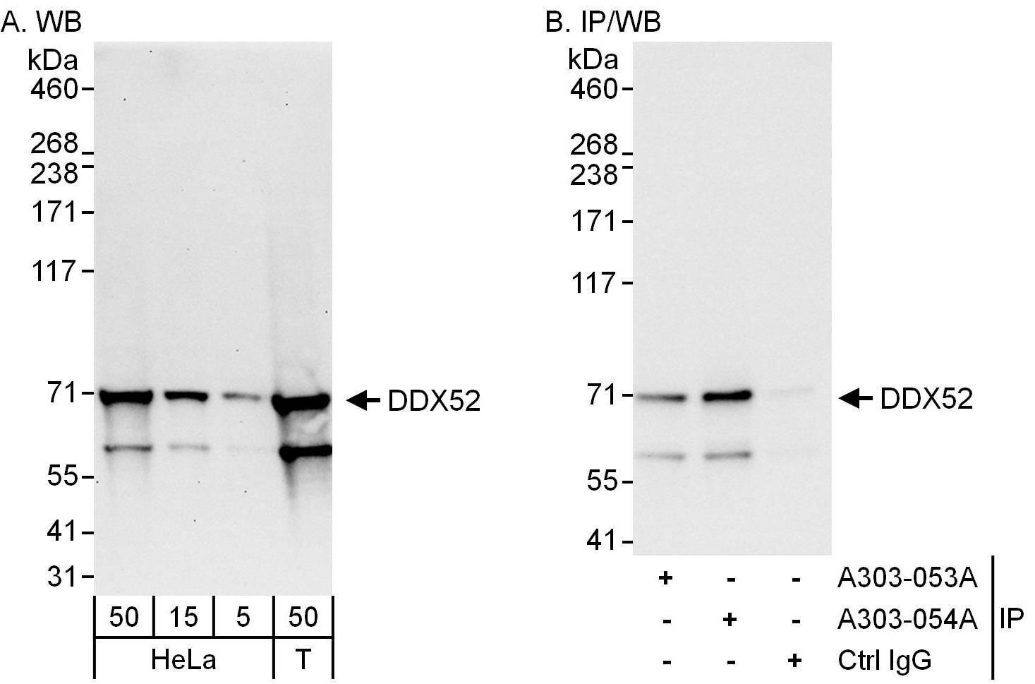 Detection of human DDX52 by western blot and immunoprecipitation.