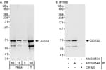 Detection of human DDX52 by western blot and immunoprecipitation.