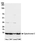 Detection of human and mouse Cytochrome C by western blot.