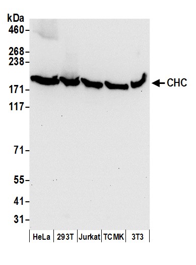 Detection of human and mouse CHC by western blot.
