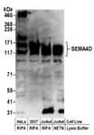 Detection of human SEMA4D by western blot.
