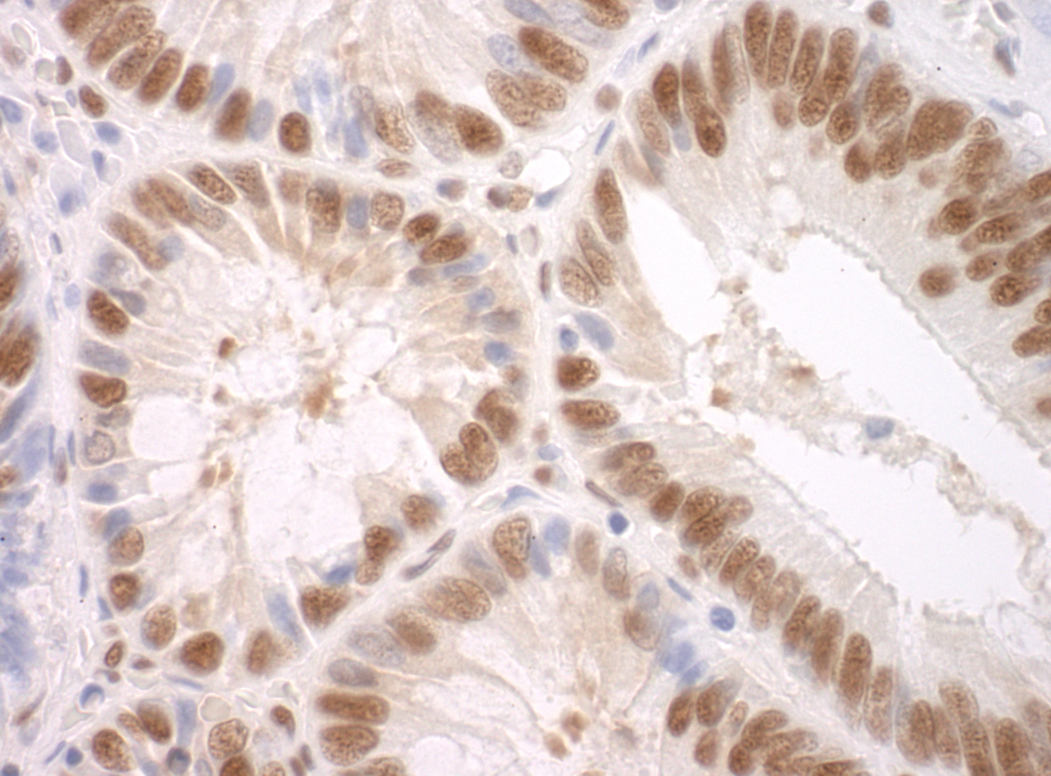 Rabbit anti-SF3A3 IHC Antibody