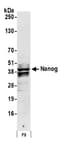 Detection of mouse Nanog by western blot.