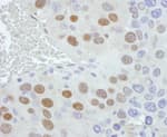 Detection of mouse PCYT1A by immunohistochemistry.