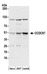 Detection of human CCDC97 by western blot.