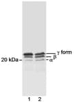 Detection of 4EBP1 by western blot.