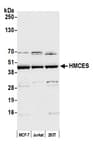 Detection of human HMCES by western blot.