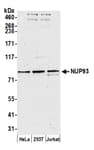 Detection of human NUP93 by western blot.