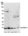 Detection of human and mouse DYNLT1 by western blot.