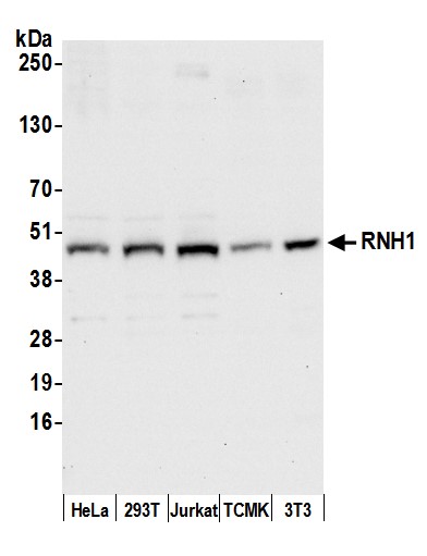 Detection of human and mouse RNH1 by western blot.