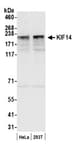 Detection of human KIF14 by western blot.