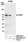 Detection of human CBX2 by western blot of immunoprecipitates.