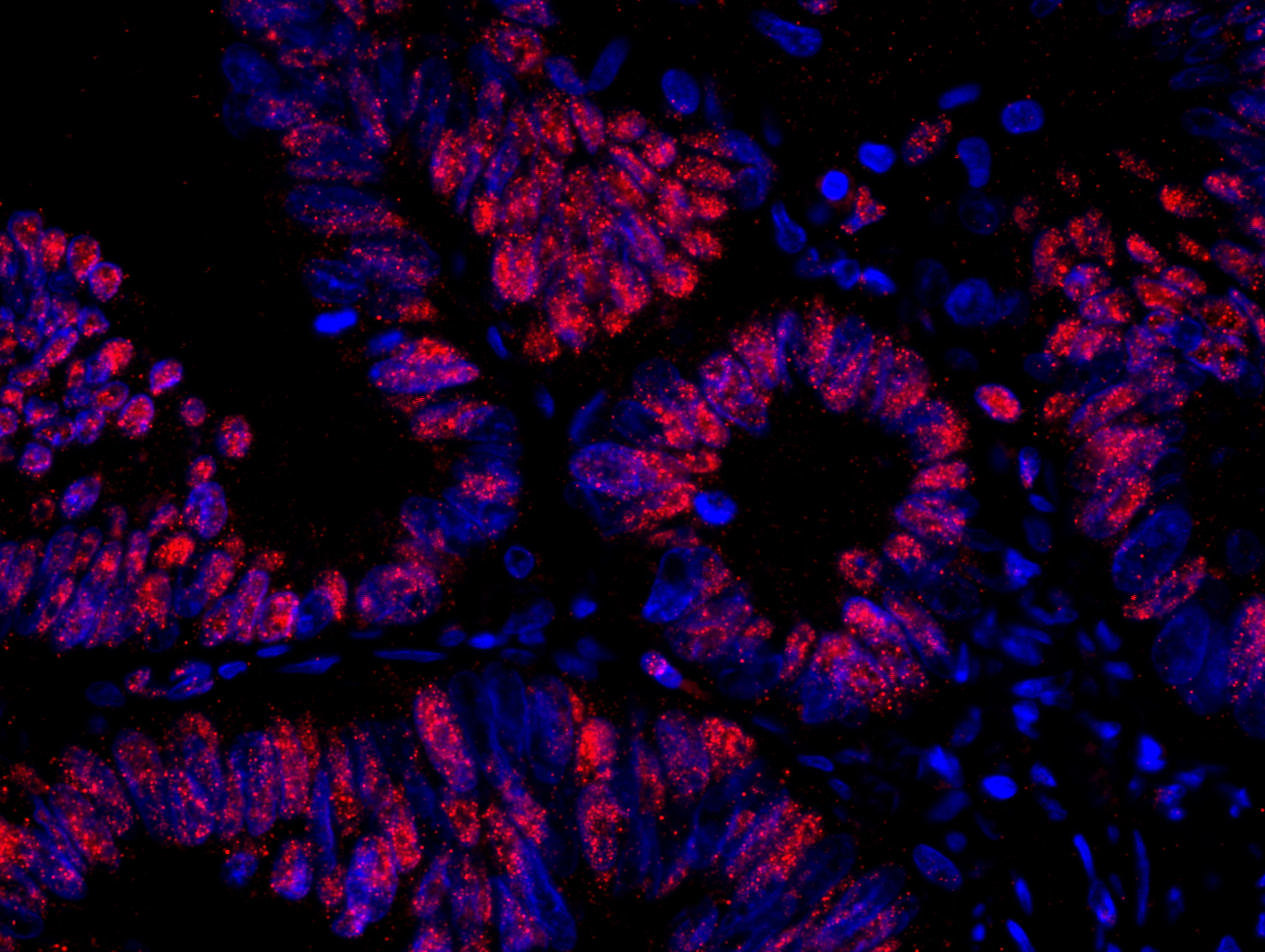 Rabbit anti-RanBP3 IHC Antibody