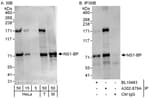 Detection of human and mouse NS1-BP by western blot (h&amp;m) and immunoprecipitation (h).
