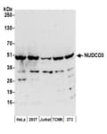 Detection of human and mouse NUDCD3 by western blot.