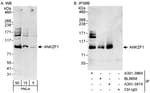 Detection of human ANKZF1 by western blot and immunoprecipitation.