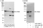 Detection of human ATMIN by western blot and immunoprecipitation.
