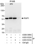 Detection of human RAP1 by western blot of immunoprecipitates.