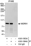 Detection of human WDR91 by western blot of immunoprecipitates.