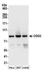 Detection of human COG3 by western blot.