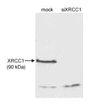 Detection of human XRCC1 by western blot.