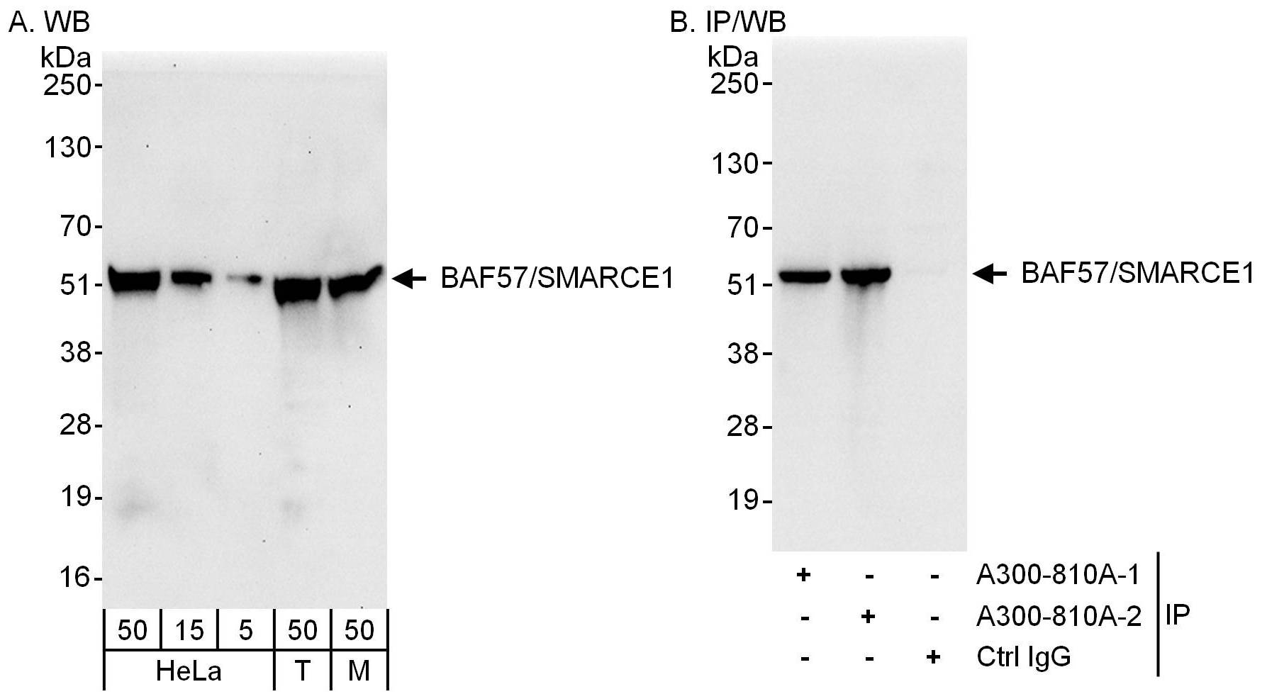 Detection of human and mouse BAF57/SMARCE1 by western blot (h&amp;m) and immunoprecipitation (h).