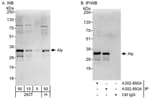 Detection of human Aly by western blot and immunoprecipitation.