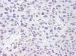 Detection of mouse ASH2 by immunohistochemistry.