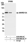 Detection of human ANKRD13A by western blot of immunoprecipitates.