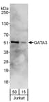 Detection of human GATA3 by western blot.