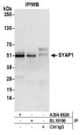 Detection of human SYAP1 by western blot of immunoprecipitates.