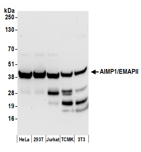 Detection of human and mouse AIMP1/EMAPII by western blot.