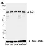 Detection of human BAP1 by western blot.