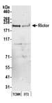 Detection of mouse Rictor by western blot.