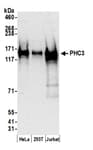 Detection of human PHC3 by western blot.