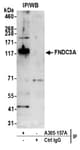 Detection of human FNDC3A by western blot of immunoprecipitates.