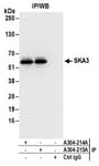 Detection of human SKA3 by western blot of immunoprecipitates.