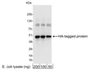 Detection of HA-tagged protein by western blot.