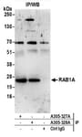 Detection of human RAB1A by western blot of immunoprecipitates.