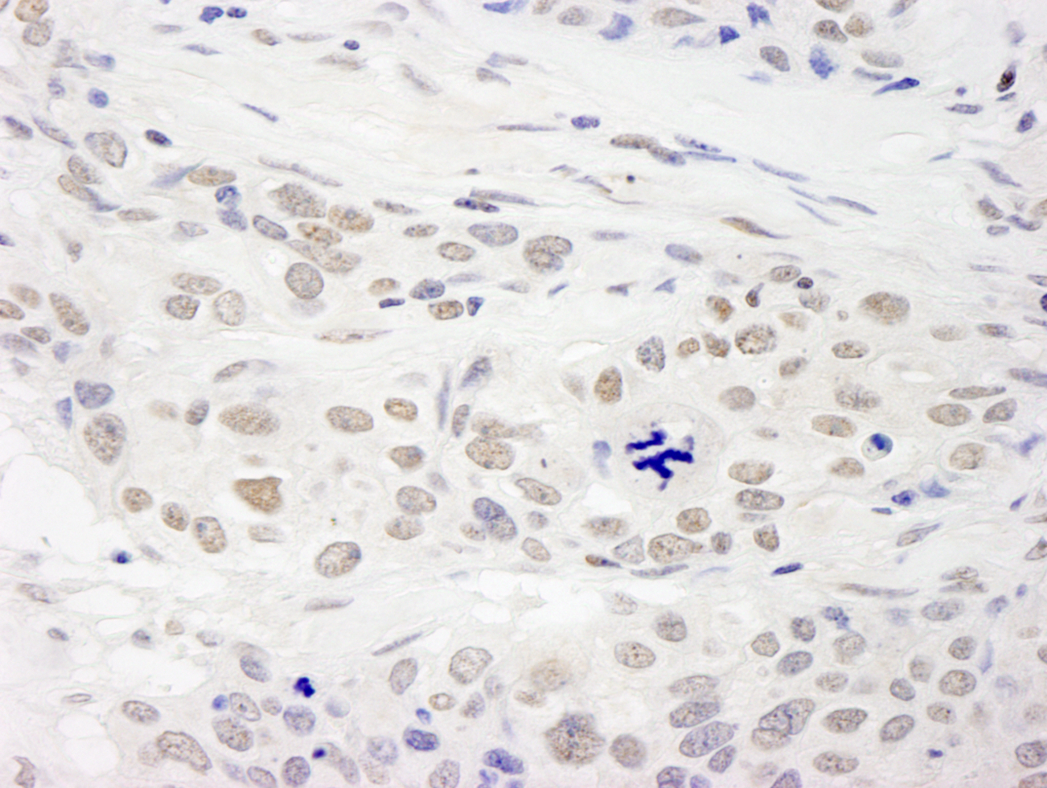 Rabbit anti-RAP1 IHC Antibody