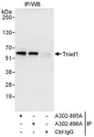 Detection of human Triad1 by western blot of immunoprecipitates.