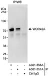 Detection of human WDR42A by western blot of immunoprecipitates.