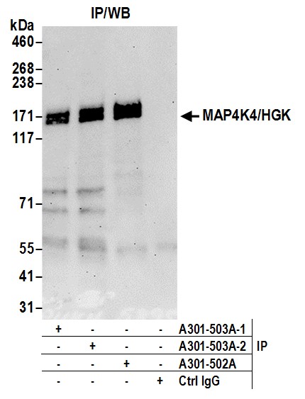 Detection of human MAP4K4/HGK by western blot of immunoprecipitates.